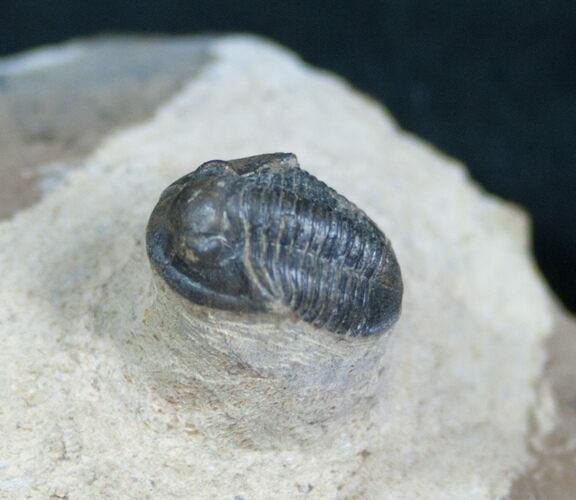 New Type Of Proetid Trilobite (ON EBAY) #4113